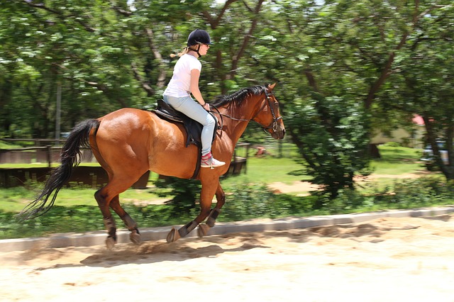 horsebackriding in the Watchung Reservation